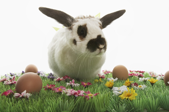 A black and white bunny rabbit in green grass surrounded by colored Easter eggs.