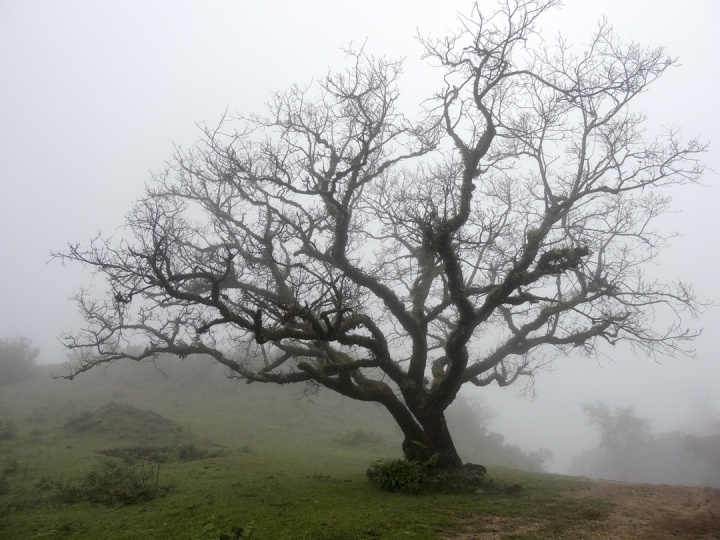 An old tree in a field.