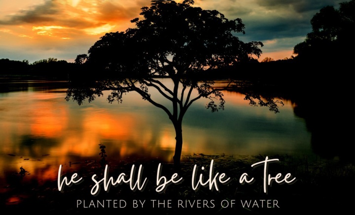 He shall be like a tree planted by the rivers of water.