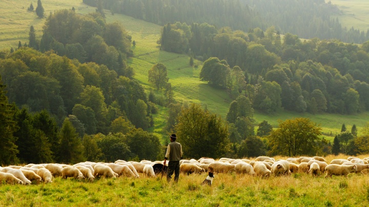 A shepherd faces a flock of sheep against a backdrop of green hillside with trees.