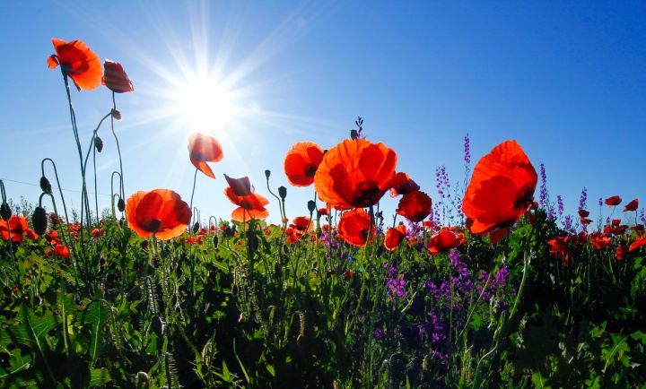 a field with red flowers and sunshine overhead