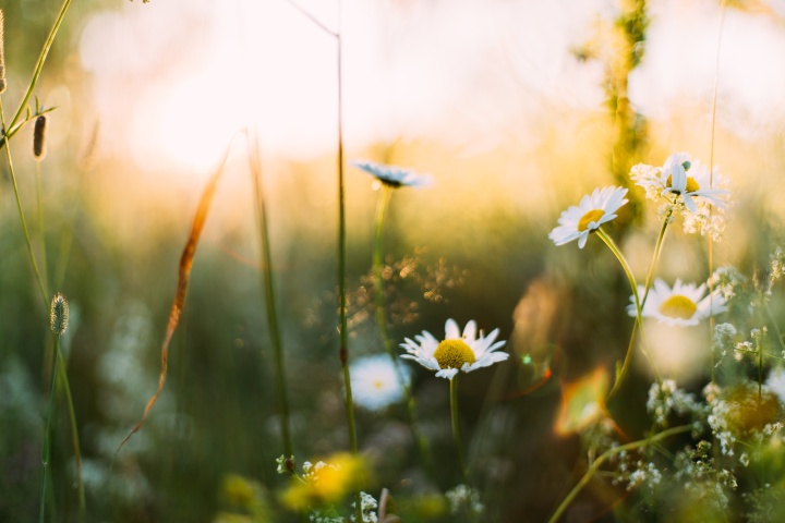 a field with flowers