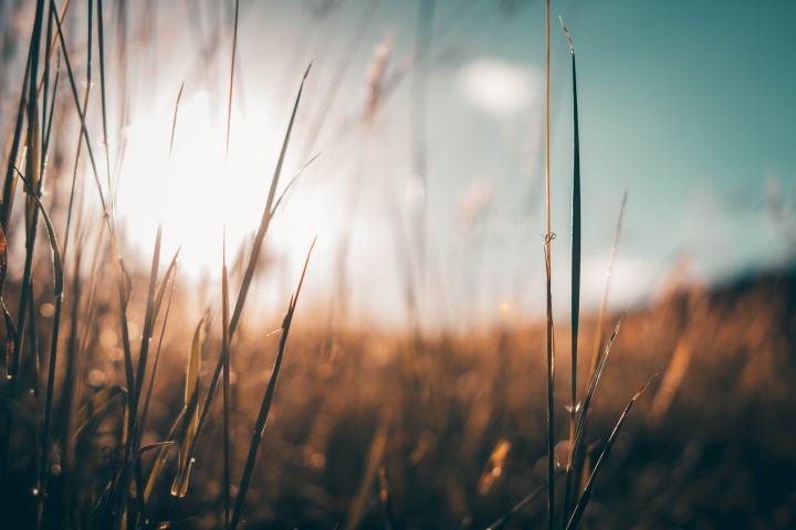 Waves of grass or wheat in the sun.