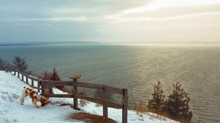 Photo of a reddish brown and white dog on a snowy cliff path sniffing an old wooden fence, with the ocean in the background.