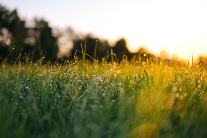 Field of grass during golden hour.