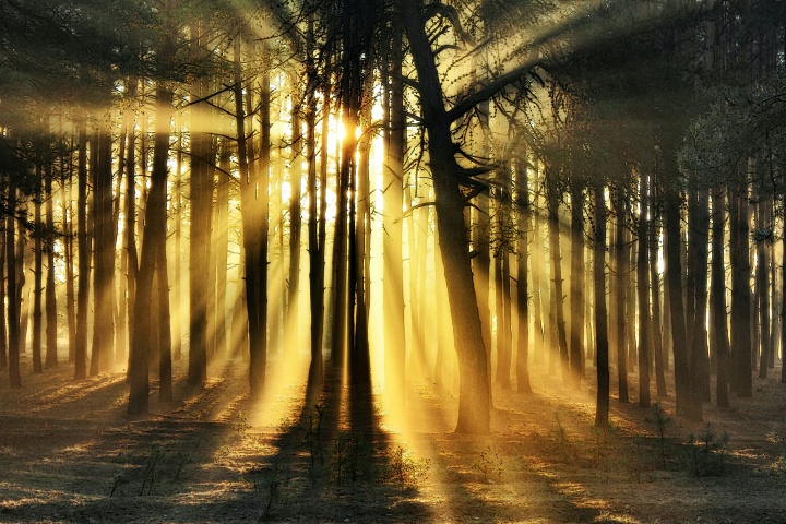 Sun rays shining through trees.