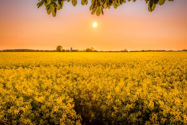 Photo of a field of yellow flowers at sunset.