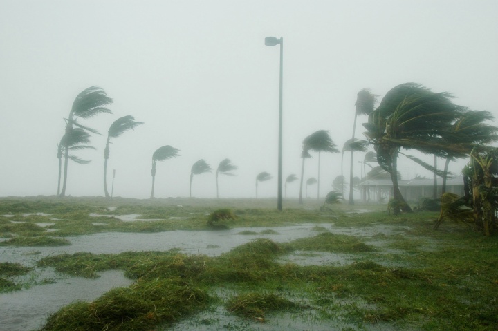 Hurricane weather blows palm trees above a semi-flooded landscape