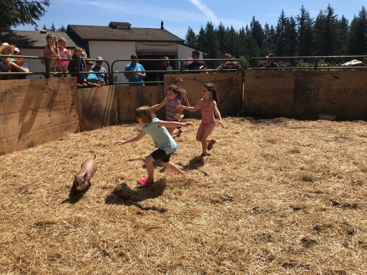 Children chasing small pigs for a fun afternoon activity. 