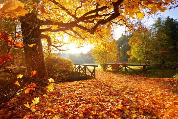 Photo of a bridge in the forest at golden hour. Light shines through the autumn foliage.