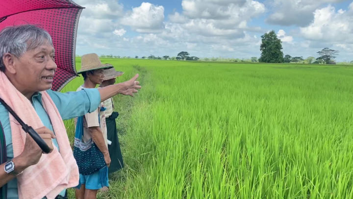 David Lay Beh showing the 6.5 acre rice field.