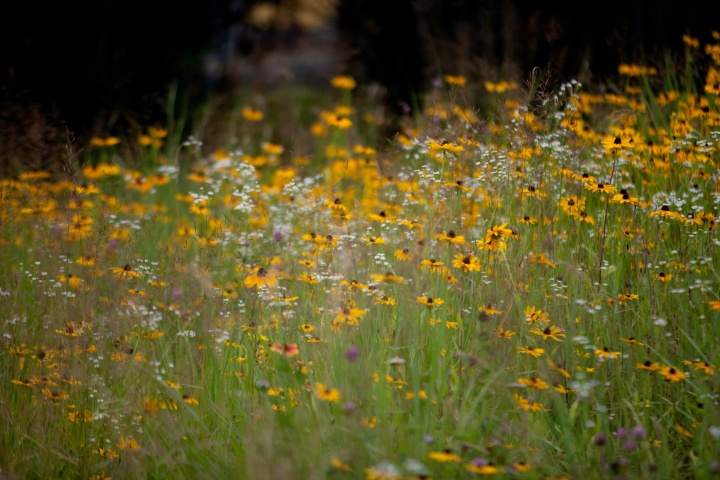 Photo of wildflowers in a meadow.