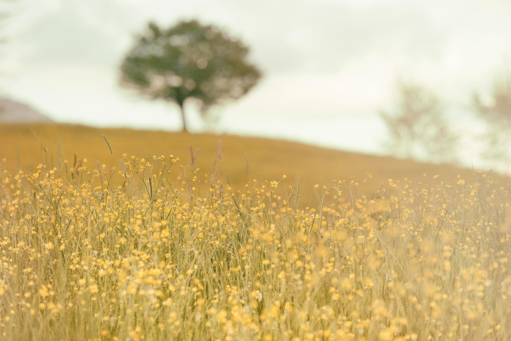 Photo of field of flowers with tree out of focus in the background.