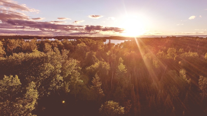 Sunrays over a forest.