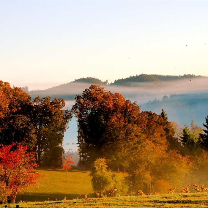 Eugene in the fall