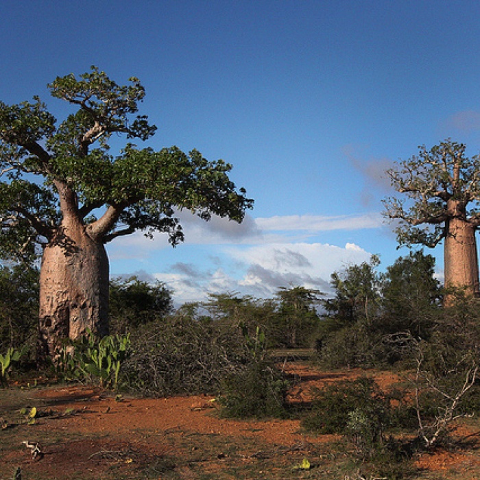 Boabob Trees in Madagascar