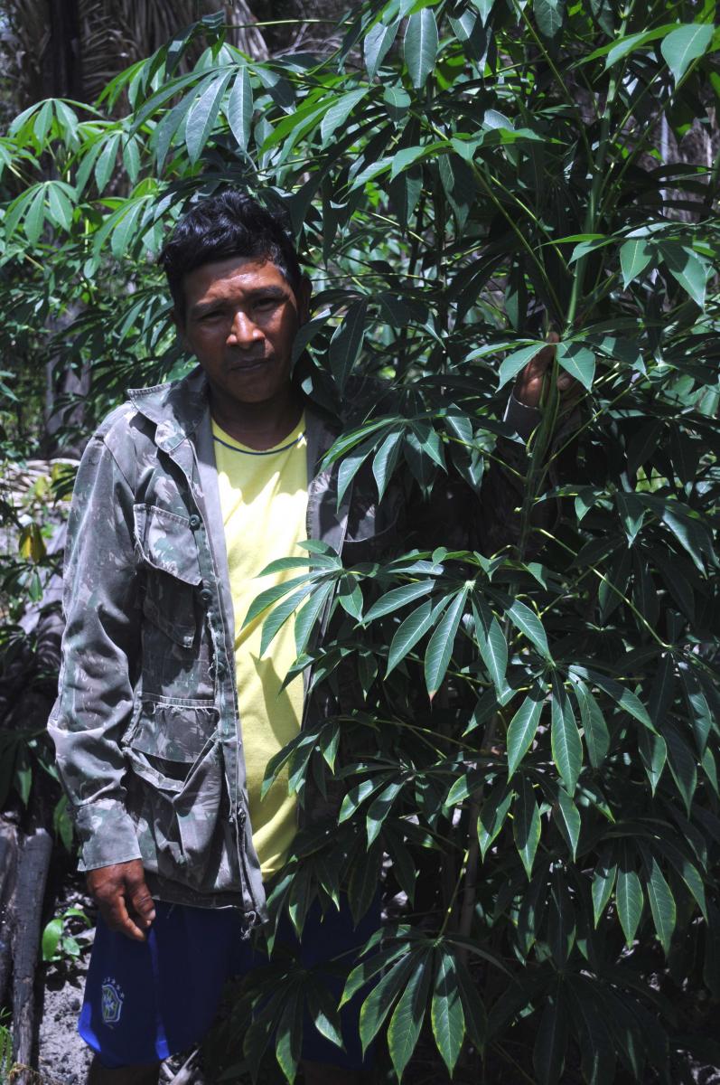 Beautiful cassava grown by Adriano