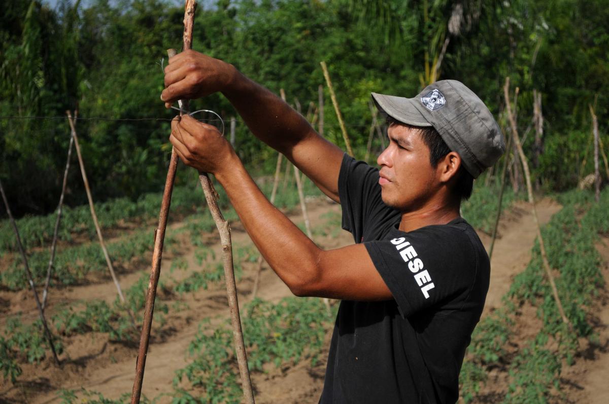 Edison growing excellent tomatoes