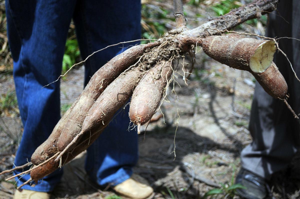 Roots of the cassava plant provide the cain cash crop for the Wapishana