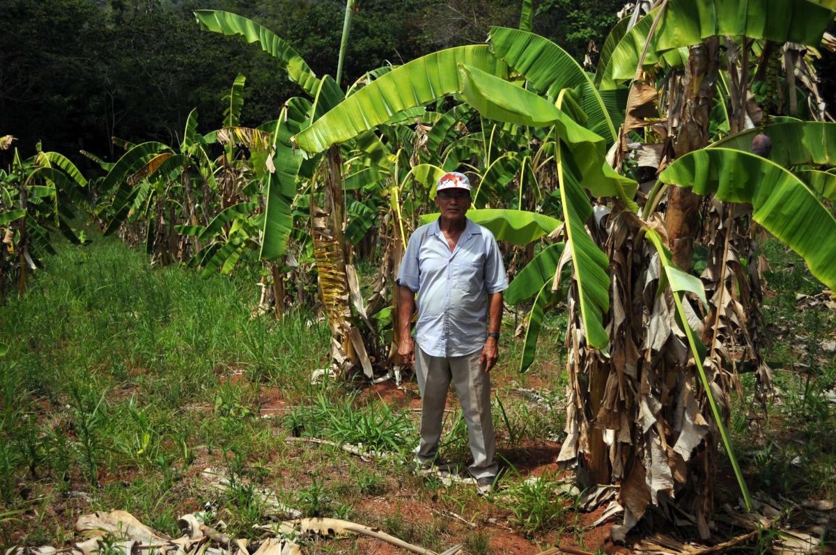 Geraldo stands in his banana grove