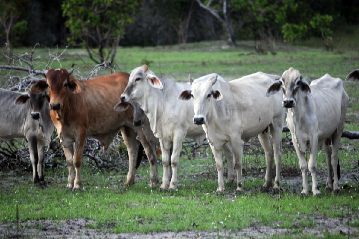 Cattle owned and managed by the church in Maloca de Moscou
