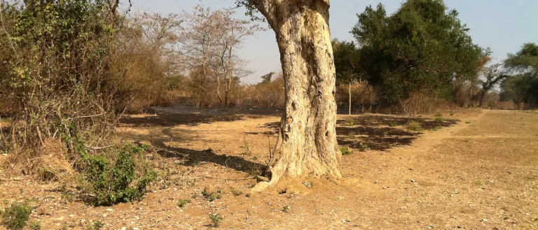 Zambia Countryside