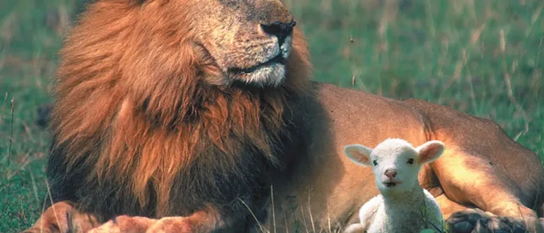 a lion and a lamb lying on the grass beside one another