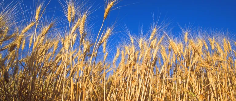 a field of wheat under a blue sky