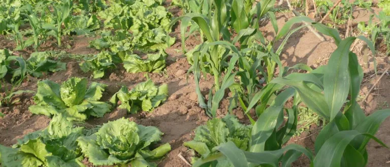 lettuce crop