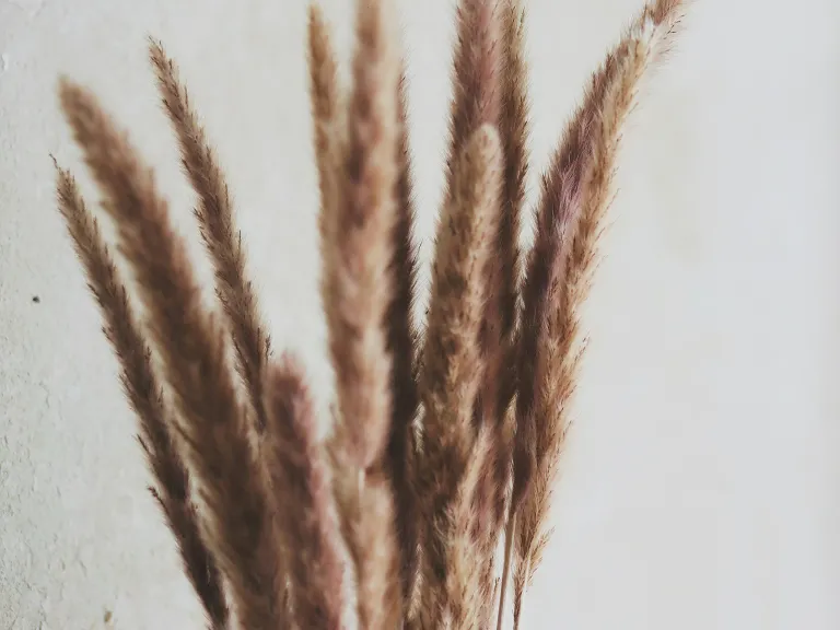 The consumption of the land's produce occurred only after the wave-sheaf offering had been made. a sheaf of grain