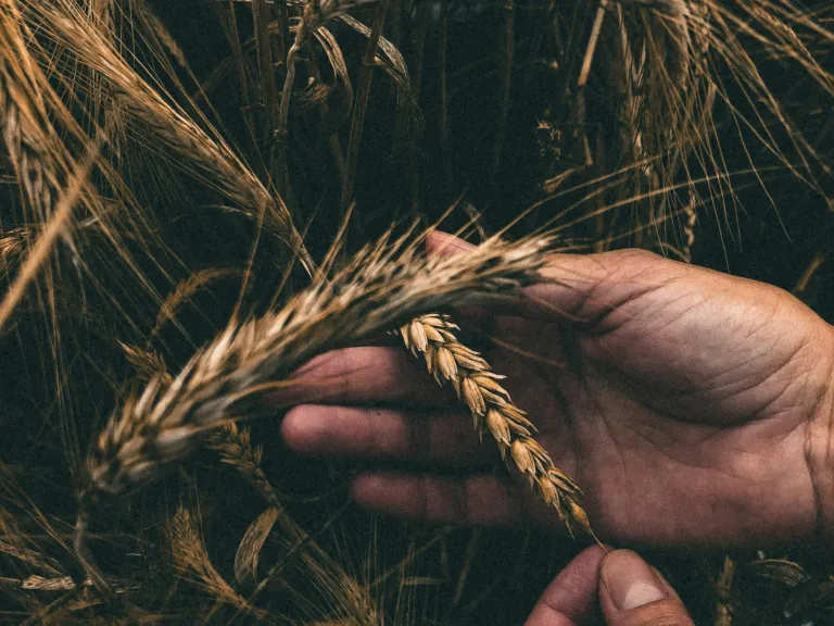 God's instruction has not changed; the count to Pentecost begins with the offering of the wave-sheaf on the Sunday during Unleavened Bread. a pair of hands examining some grain