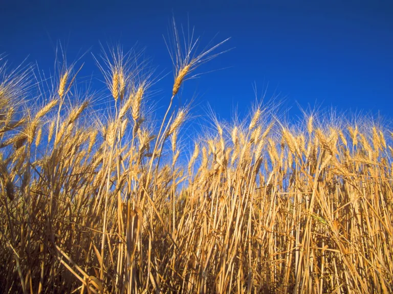 Jesus is at the center of the Feast of Firstfruits. a field of wheat under a blue sky