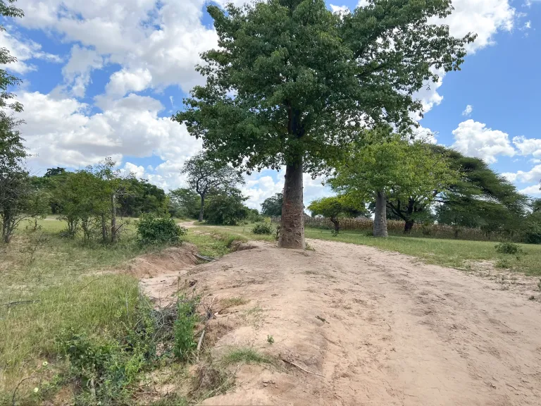 An example of effects of the drought in Zimbabwe. a tree standing beside a patch of bare earth