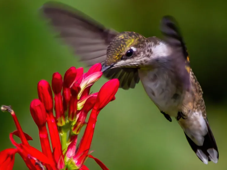 A hummingbird feeding at a flower.