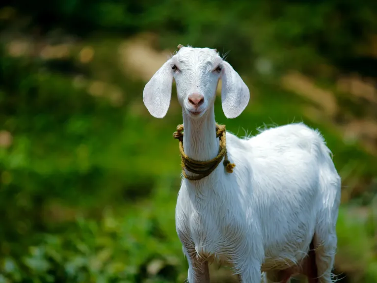 Day of Atonement a goat standing outside