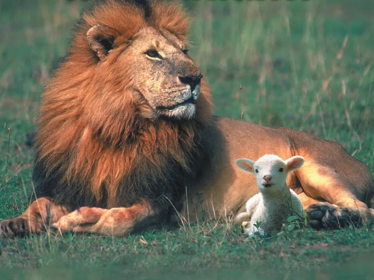 Feast of Tabernacles a lion and a lamb lying on the grass beside one another