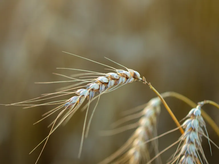 God depicts Himself as the Master Harvester. a few strands of wheat
