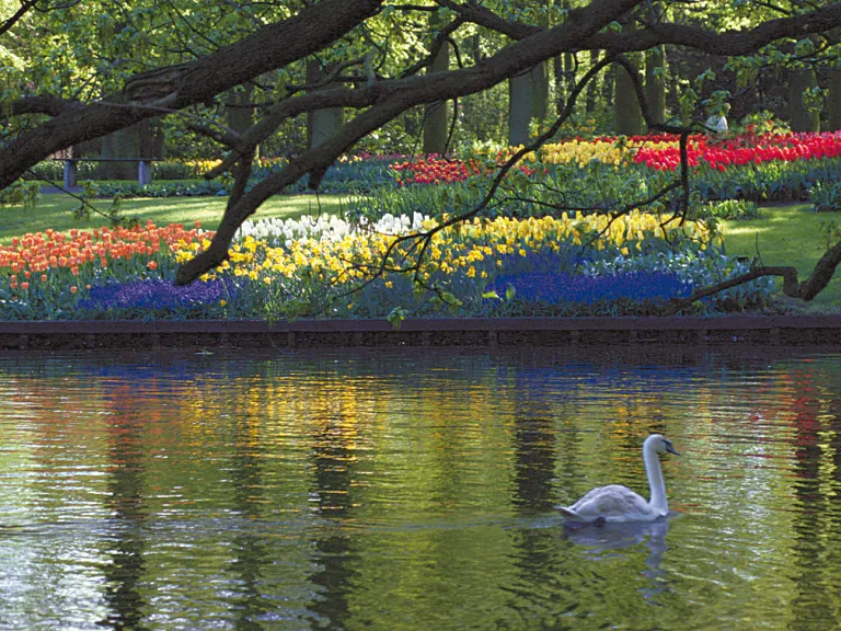 Is Bible prophecy all bad news? Many assume so, but the focus of Bible prophecy is the gospel of the coming Kingdom of God. Just as many Bible prophecies already fulfilled are sure, so is the surety of Christ’s return to establish that Kingdom. A swan on a beautiful pond.