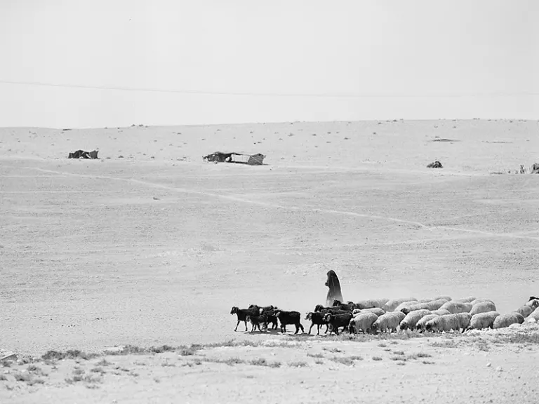 Shepherds were in the fields watching their flocks at the time of Jesus’ birth (Luke 2:7-8). Shepherds were not in the fields during December. Shepherd will sheep and goats.