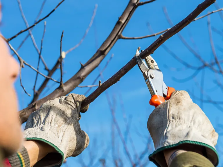 A man pruning a tree branch.