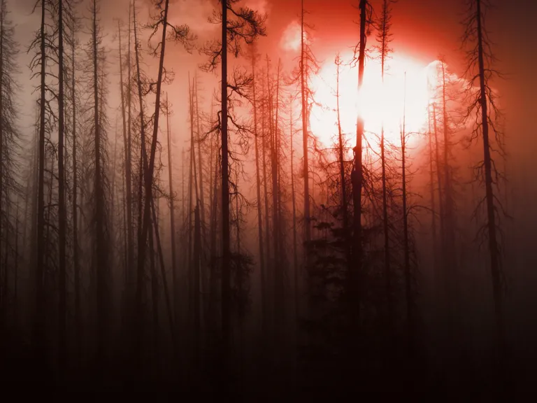 “The fourth angel poured out his bowl on the sun, and the sun was given power to scorch people with fire. They were seared by the intense heat and they cursed the name of God …” A old burnt forest with a red sky.