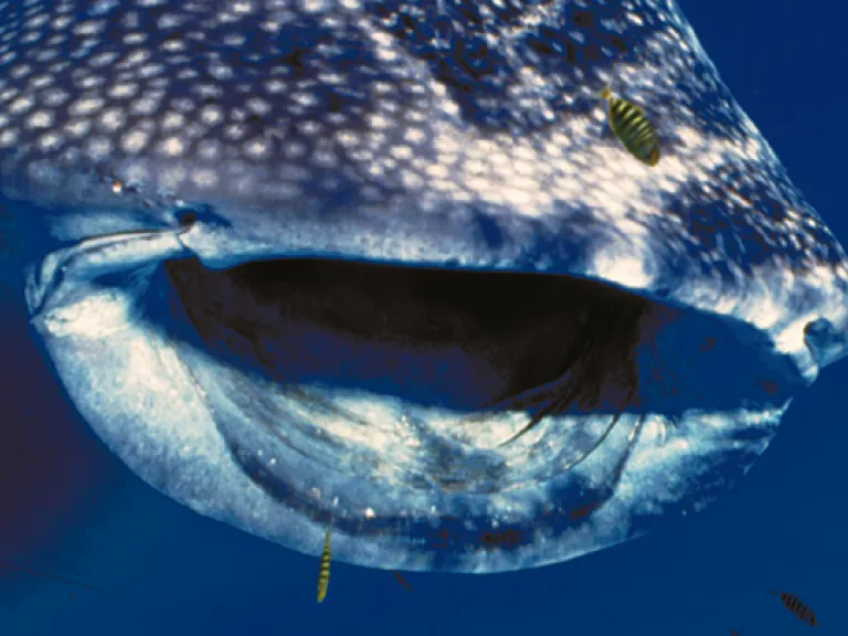 Whale shark