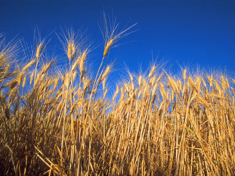 This festival is known by several names that derive from its meaning and timing. Also known as the Feast of Harvest, it represents the firstfruits gathered as the result of the labor of those who completed the spring grain harvests in ancient Israel. Wheat field