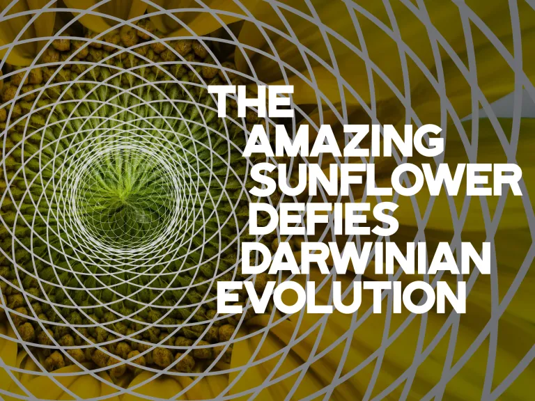 The Amazing Sunflower Defies Darwinian Evolution The Amazing Sunflower Defies Darwinian Evolution