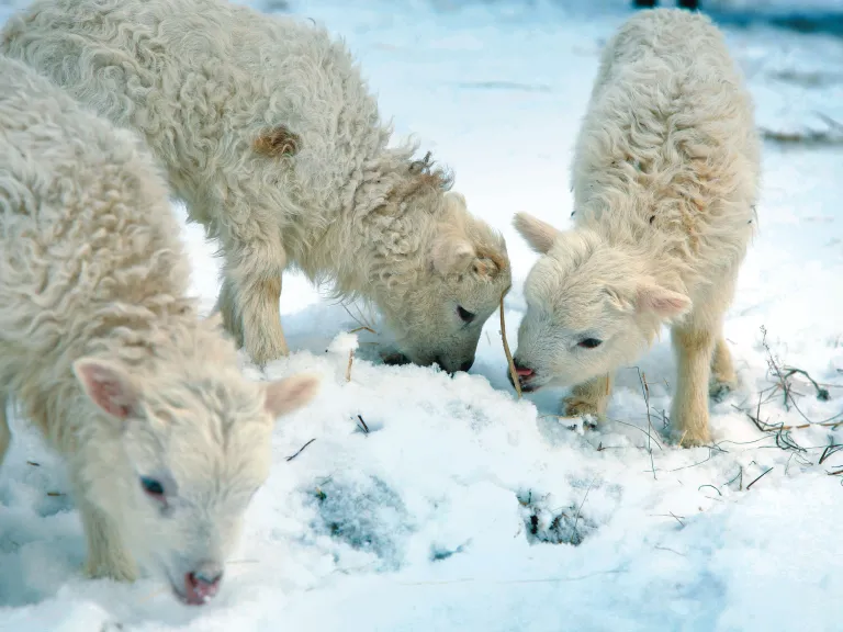 Sheep looking for food in the snow.