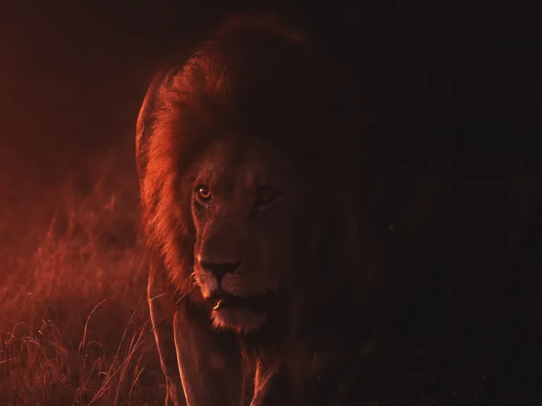 Two Powerful Weapons Against Satan A lion partially bathed in ominous red light