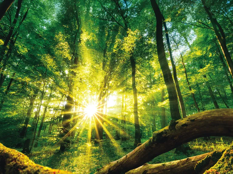 “Each year brings new scientific evidence of wonder, facts for which there are essentially no explanations without God, no believable way around the wonder.” Sun rays shining through a forest of trees.