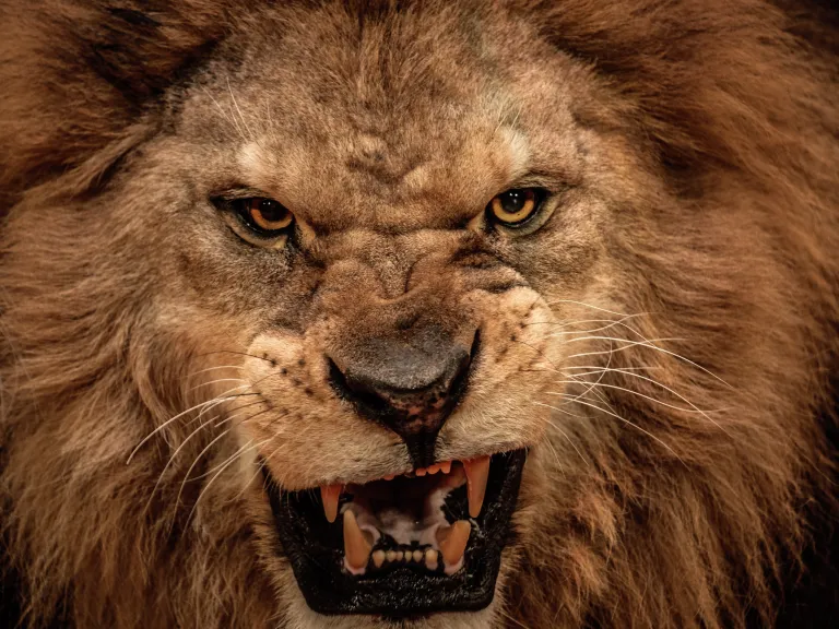 A lions face.