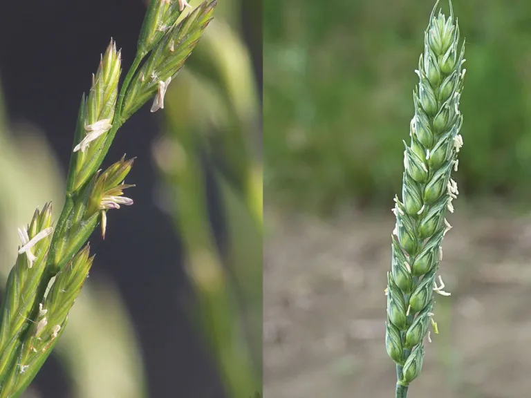 Only near the time for harvest can the fruiting head of darnel, left, be easily distinguished from the fruiting head of wheat, right. Before this stage the plants look almost identical. Fruiting head of darnal, fruiting head of wheat.
