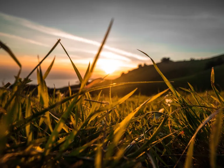 The Passover represents Christ's holy sacrifice, therefore the Passover season constitutes for us true freedom. Sunlight through blades of tall grass.